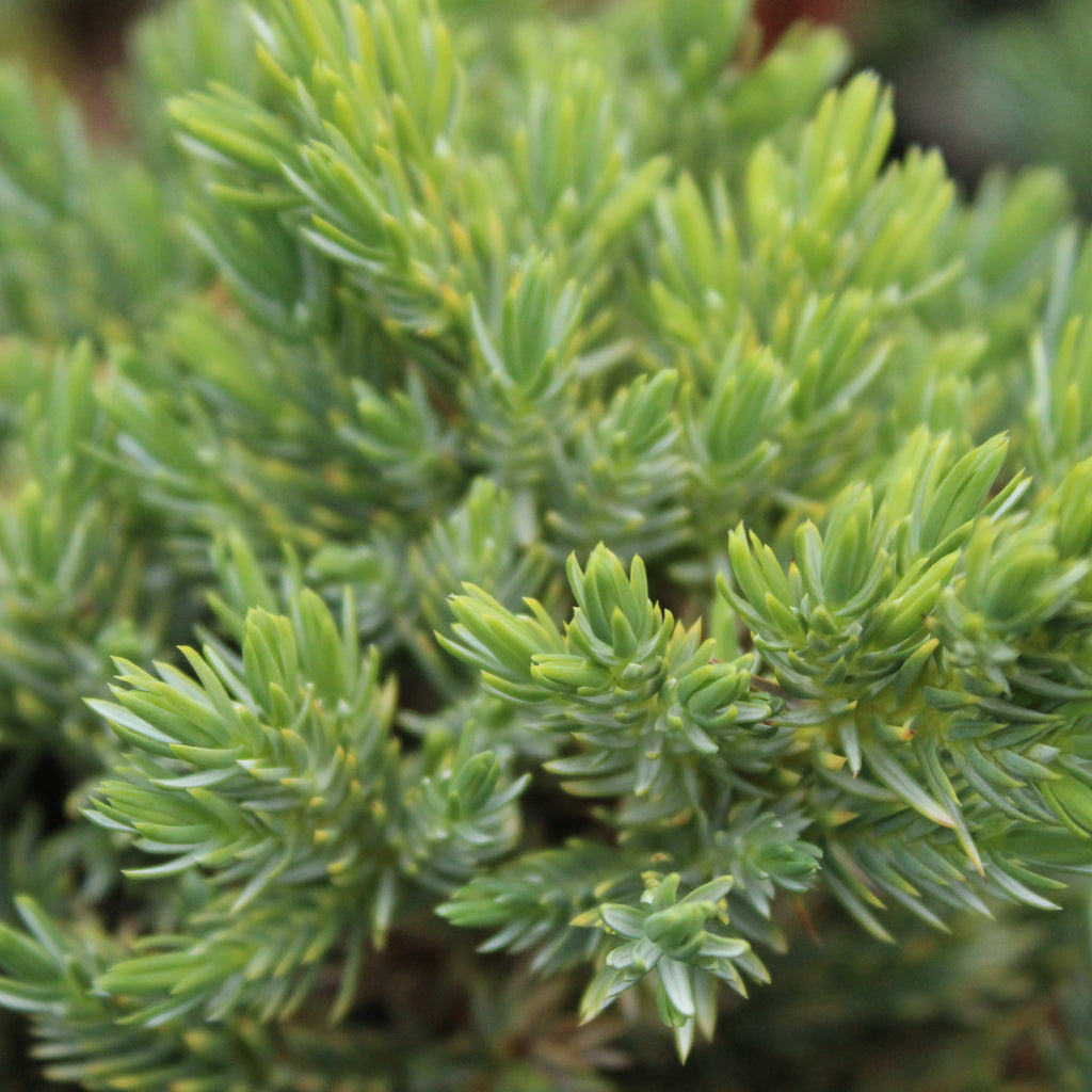 Juniperus procumbens nana Image
