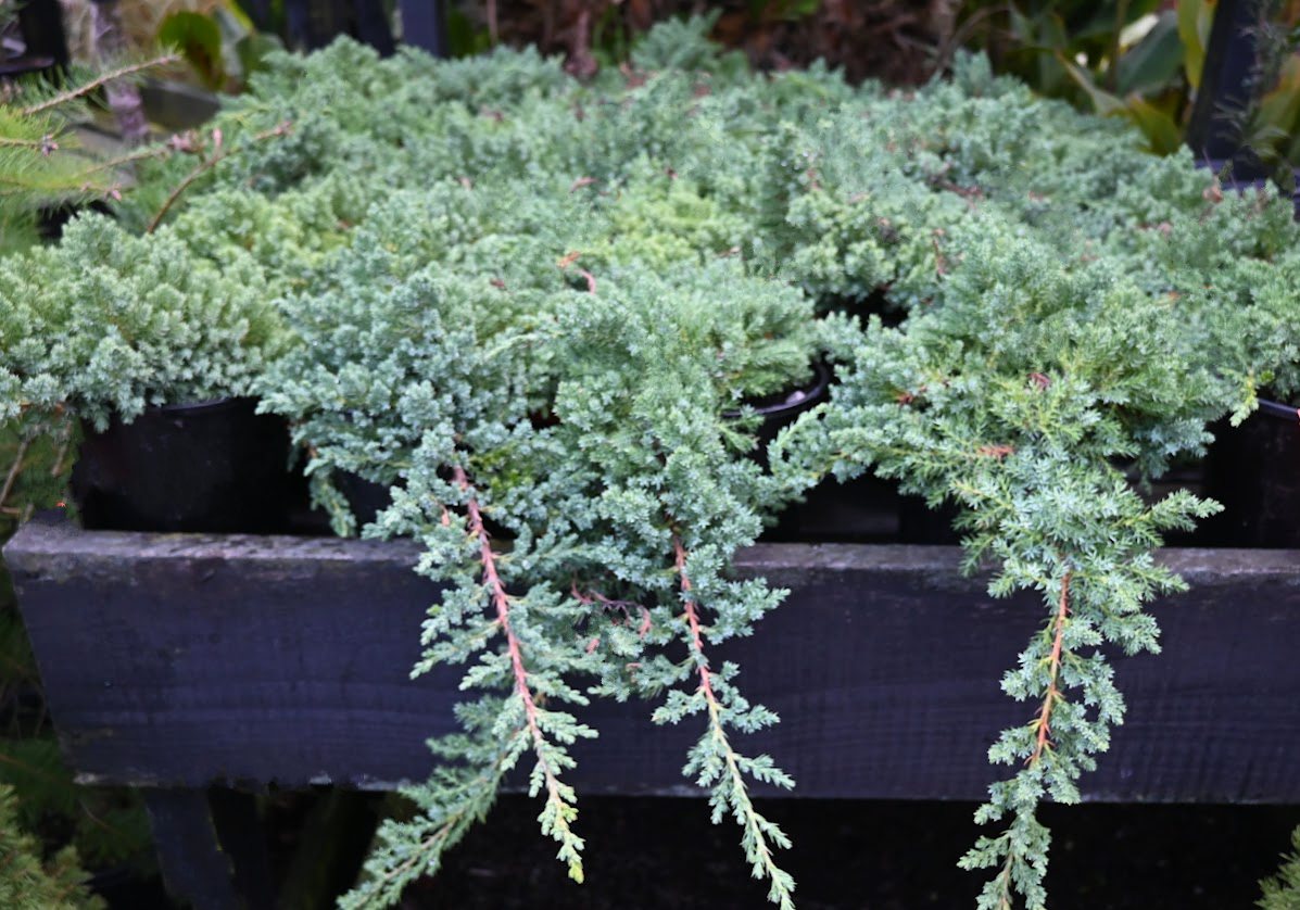 Juniperus procumbens nana 3