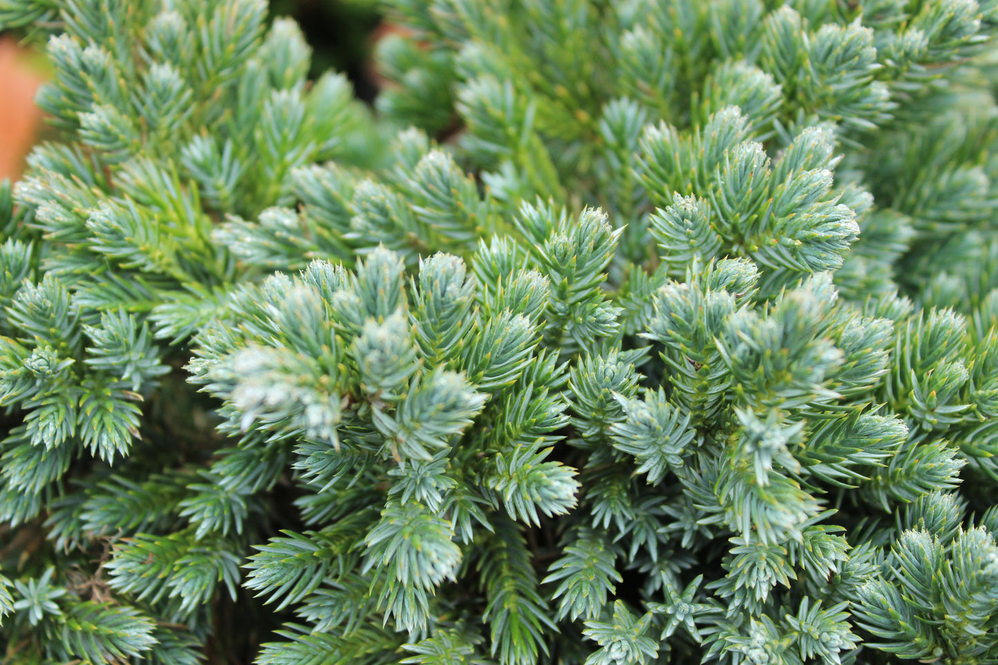 Juniperus squamata blue star 2