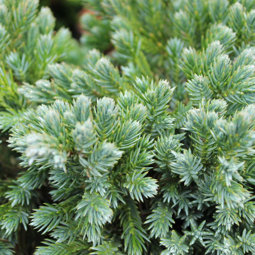 Juniperus squamata blue star Image