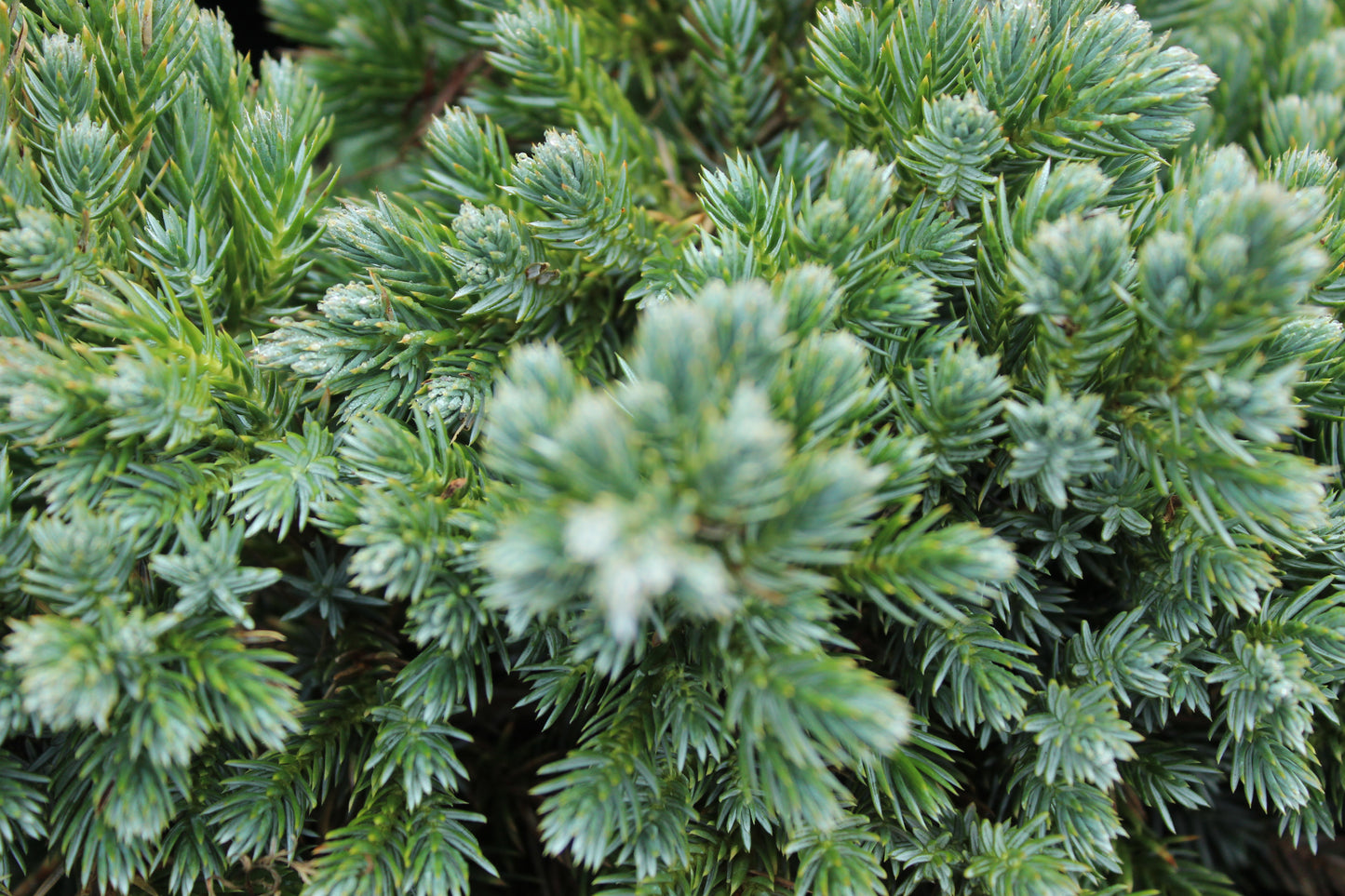 Juniperus squamata blue star 3