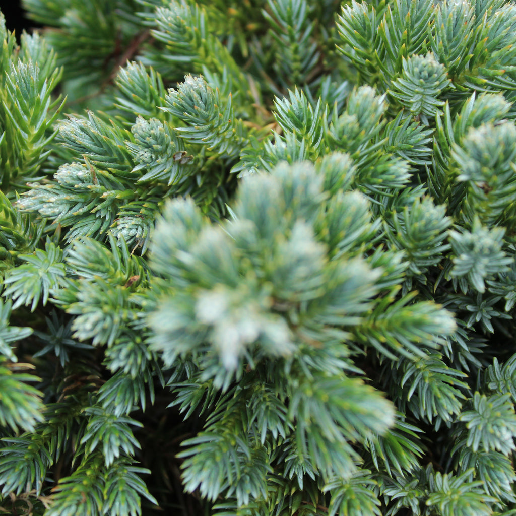 Juniperus squamata blue star Image