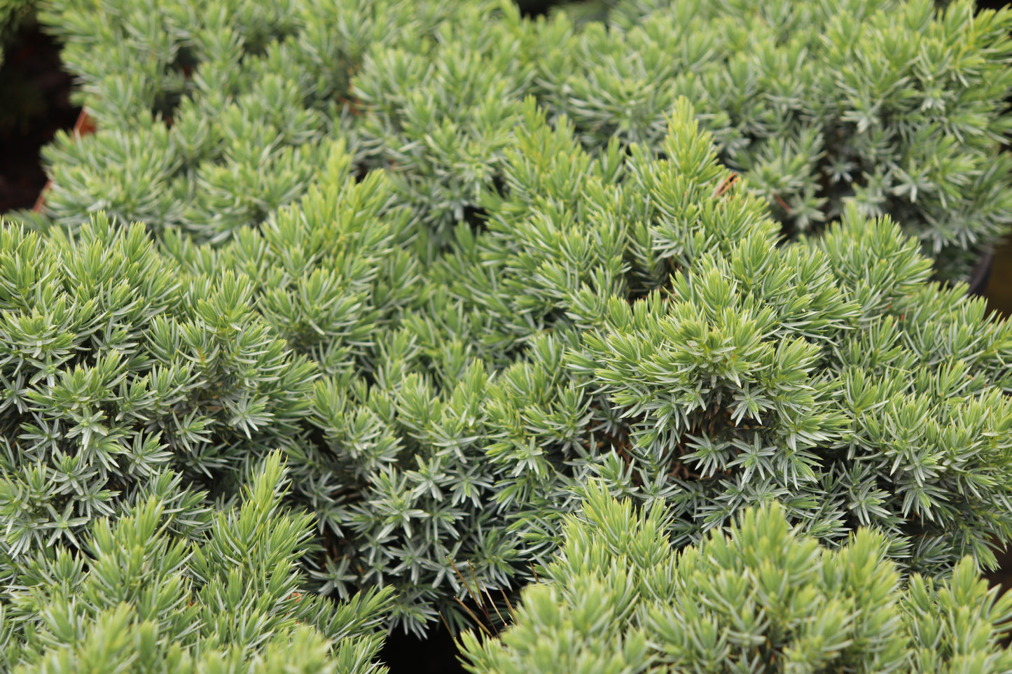 Juniperus squamata blue star 4