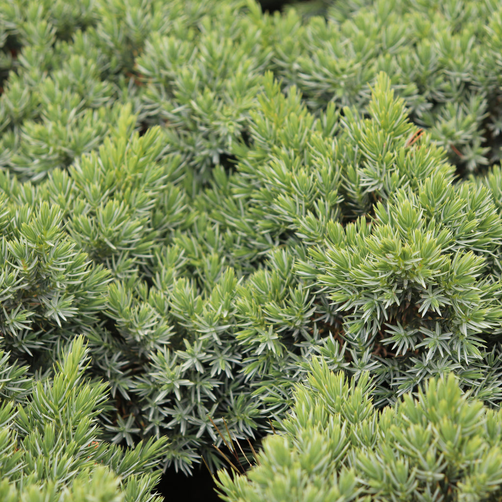 Juniperus squamata blue star Image