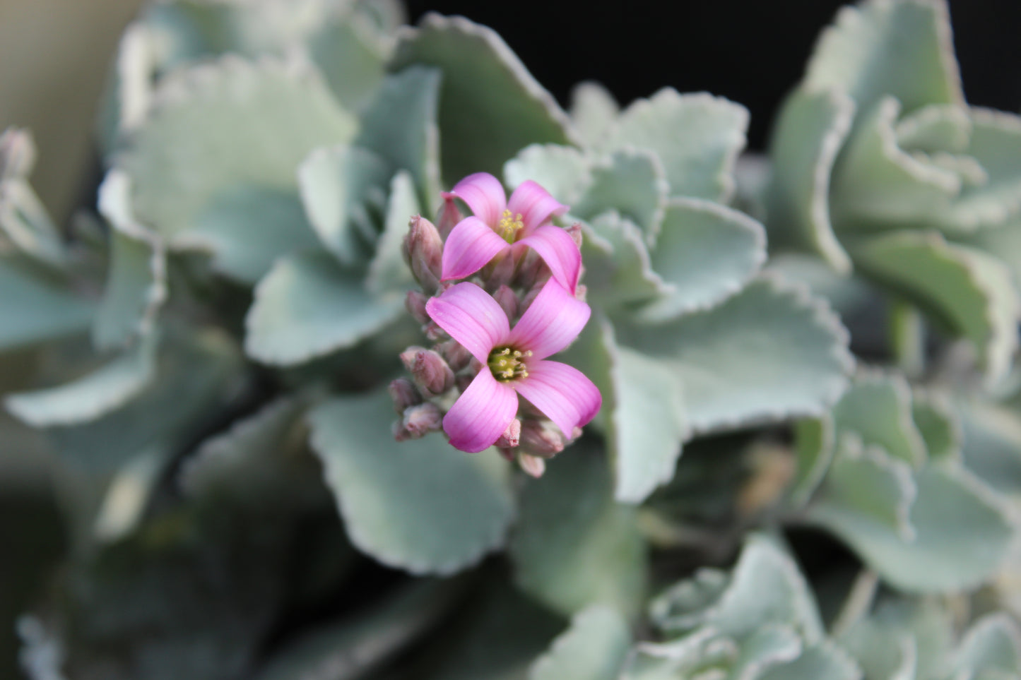 Kalanchoe pumilo