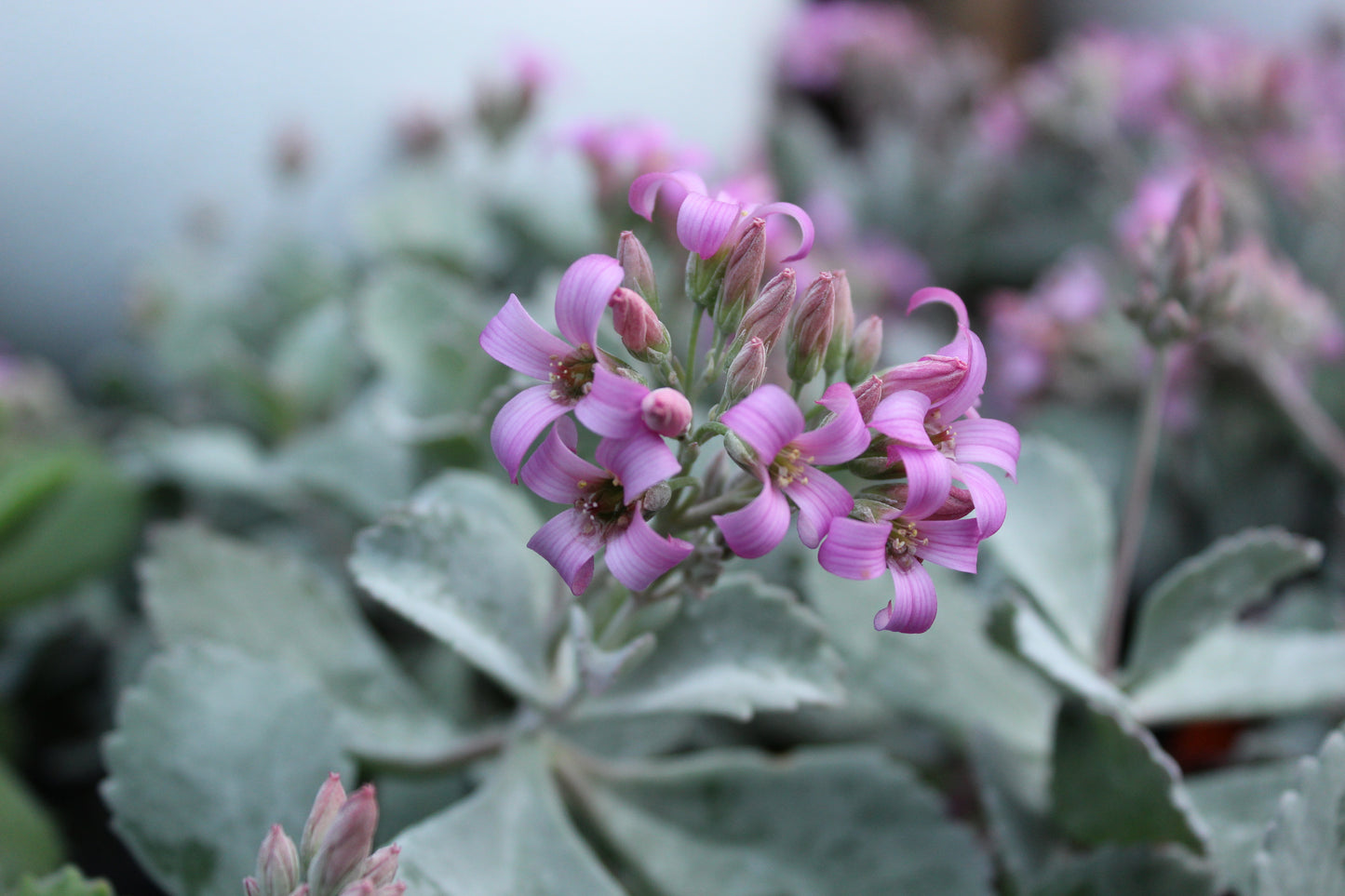 Kalanchoe pumilo flower