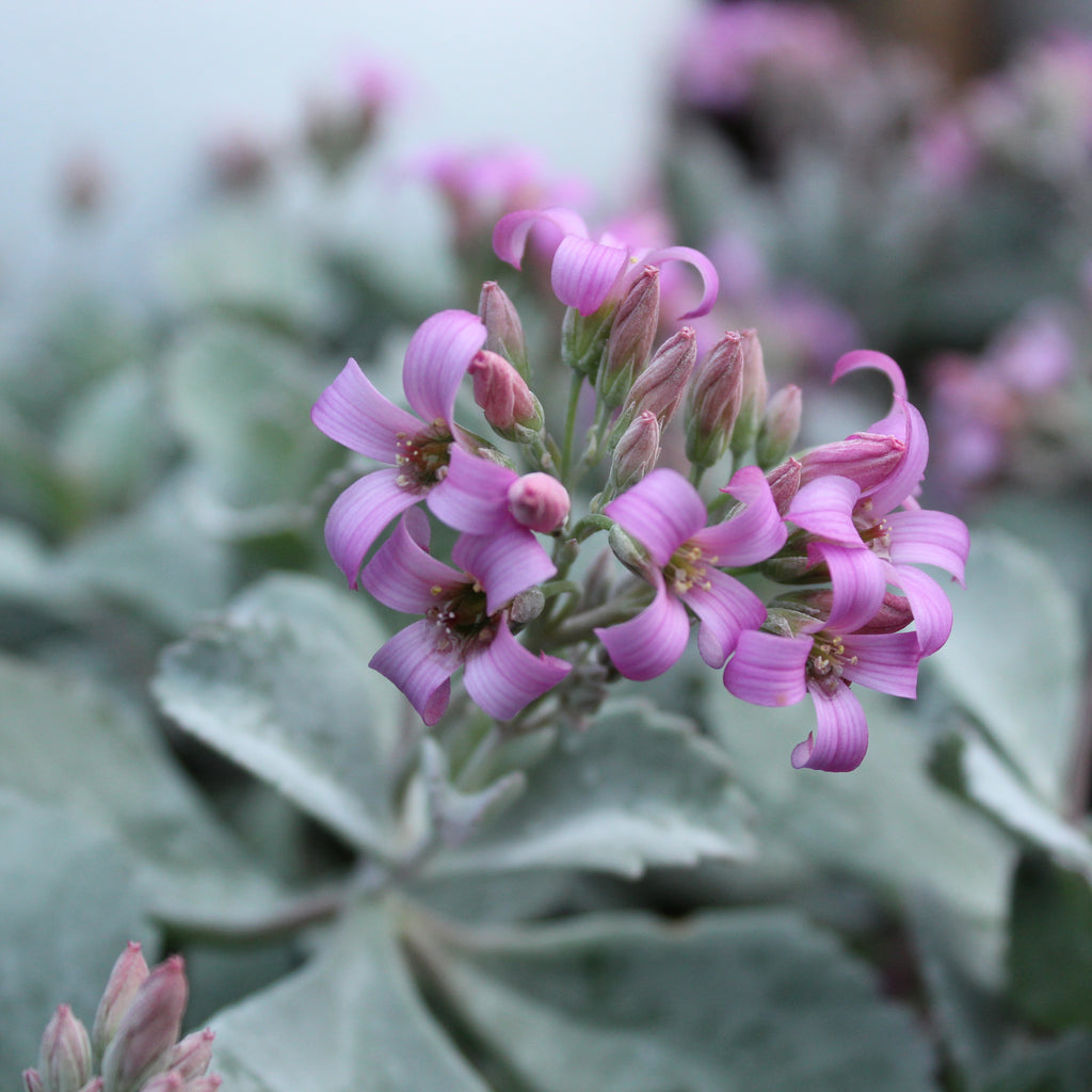 Kalanchoe pumilo Image