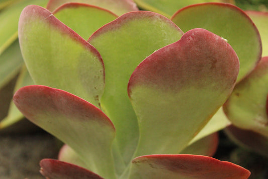 Kalanchoe thrsiflora