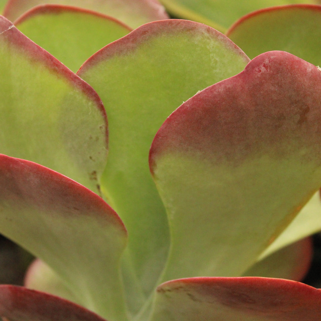 Kalanchoe thyrsiflora Image