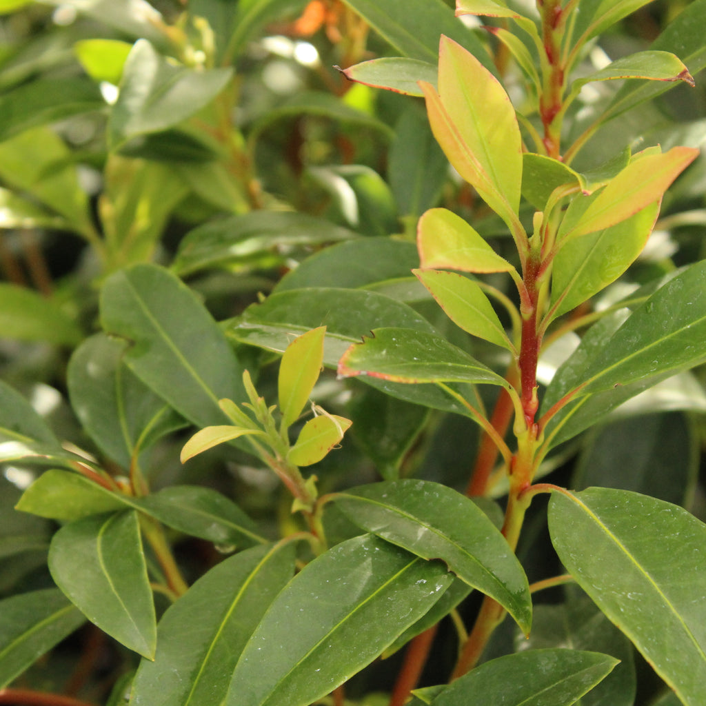 Kalmia latifolia Tawa-Glen Image
