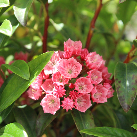 Kalmia latifolia Raspberry Glow – Texture Plants, Landscapes, Lush ...