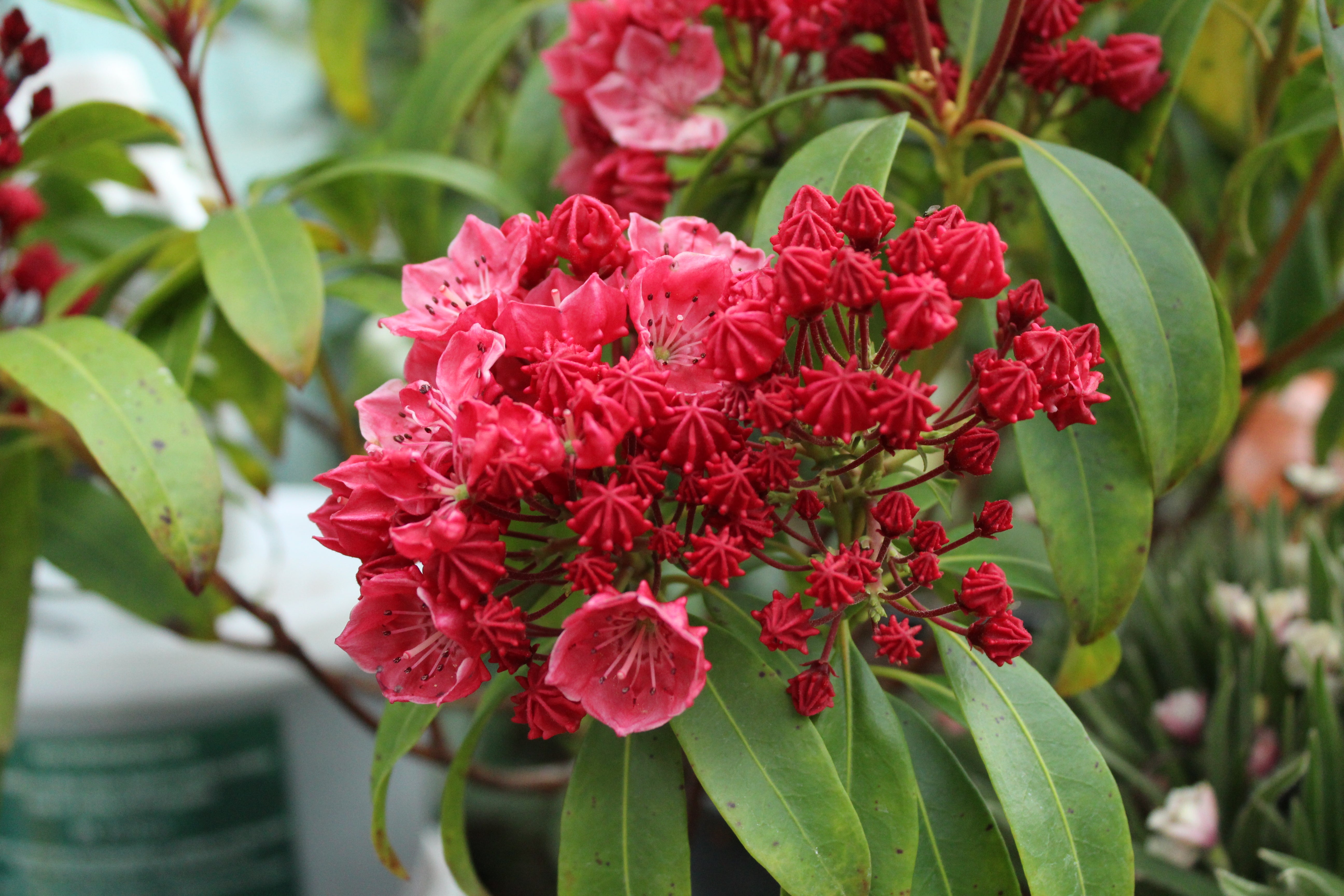 Kalmia latifolia Raspberry Glow – Texture Plants, Landscapes, Lush ...