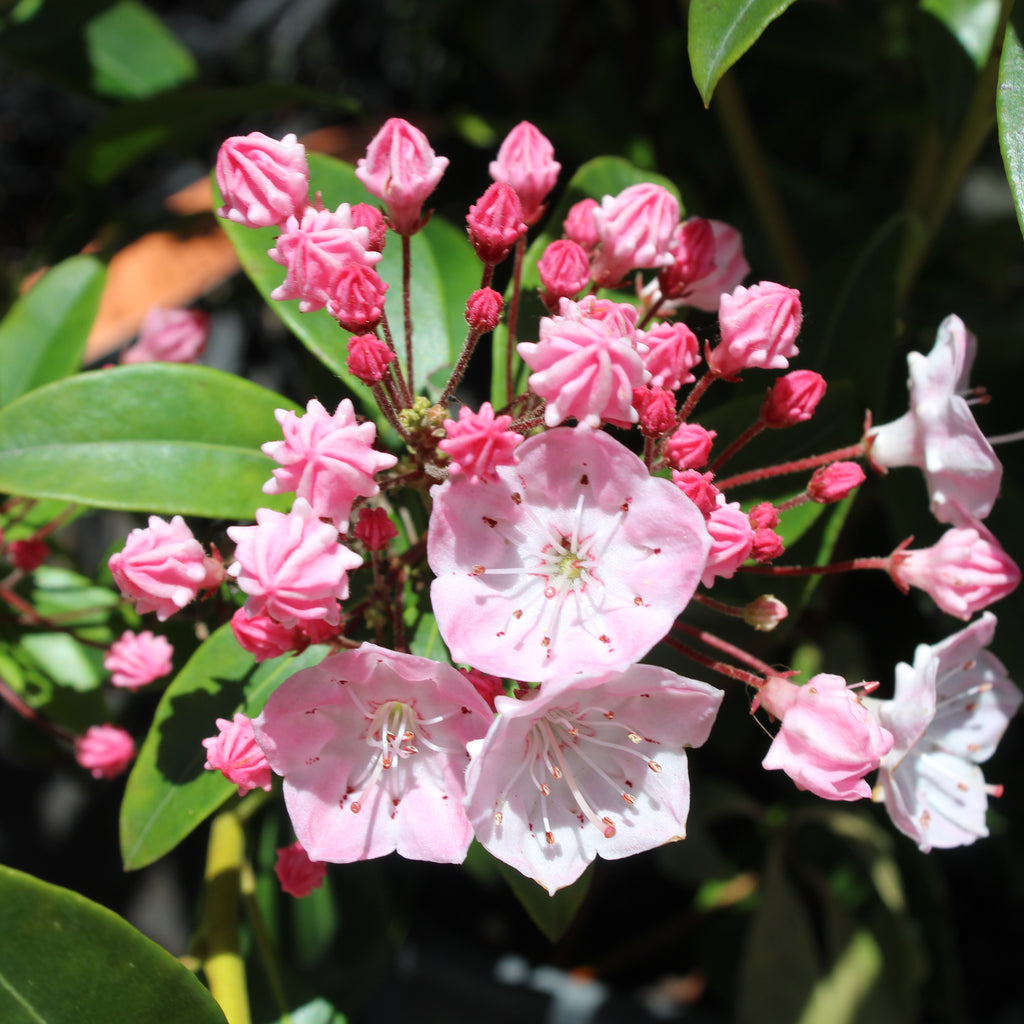 Kalmia latifolia Tawa-Glen Image