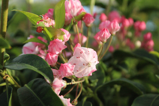 Kalmia ostbo red
