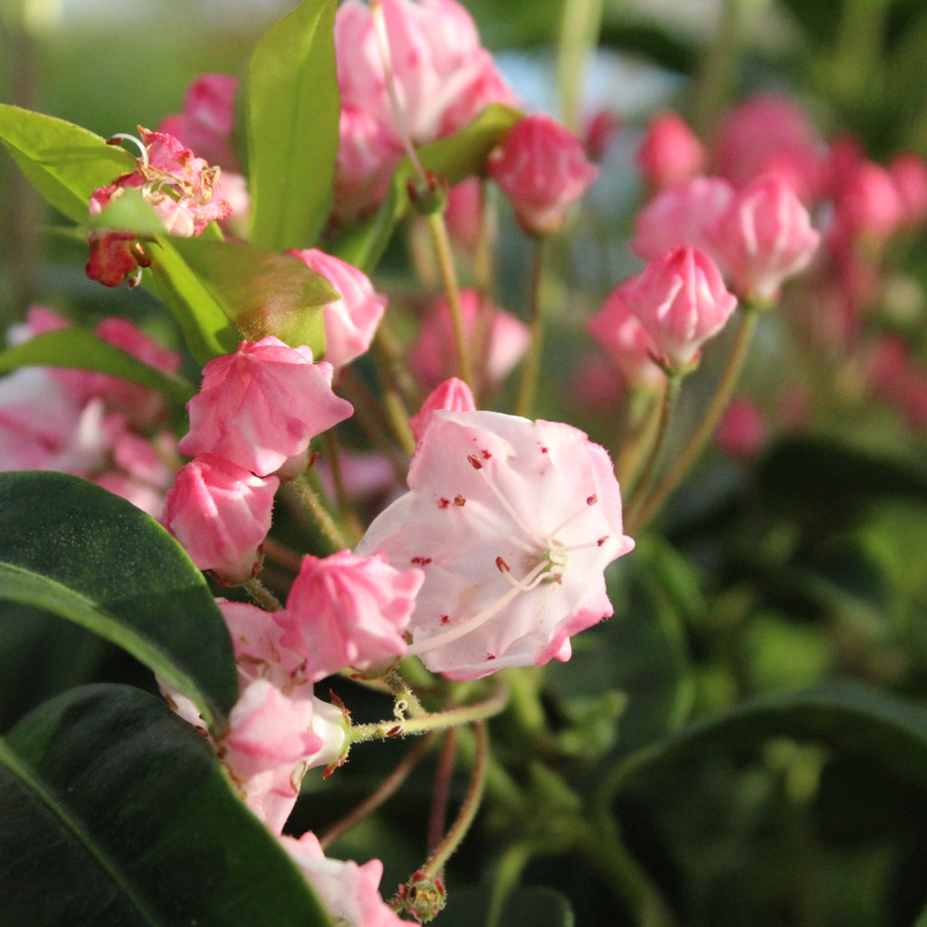 Kalmia latifolia Ostbo Red Image