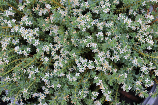 Kelleria dieffenbachii