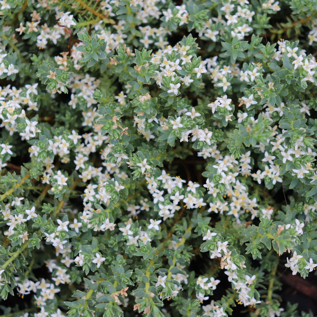 Kelleria dieffenbachii Image
