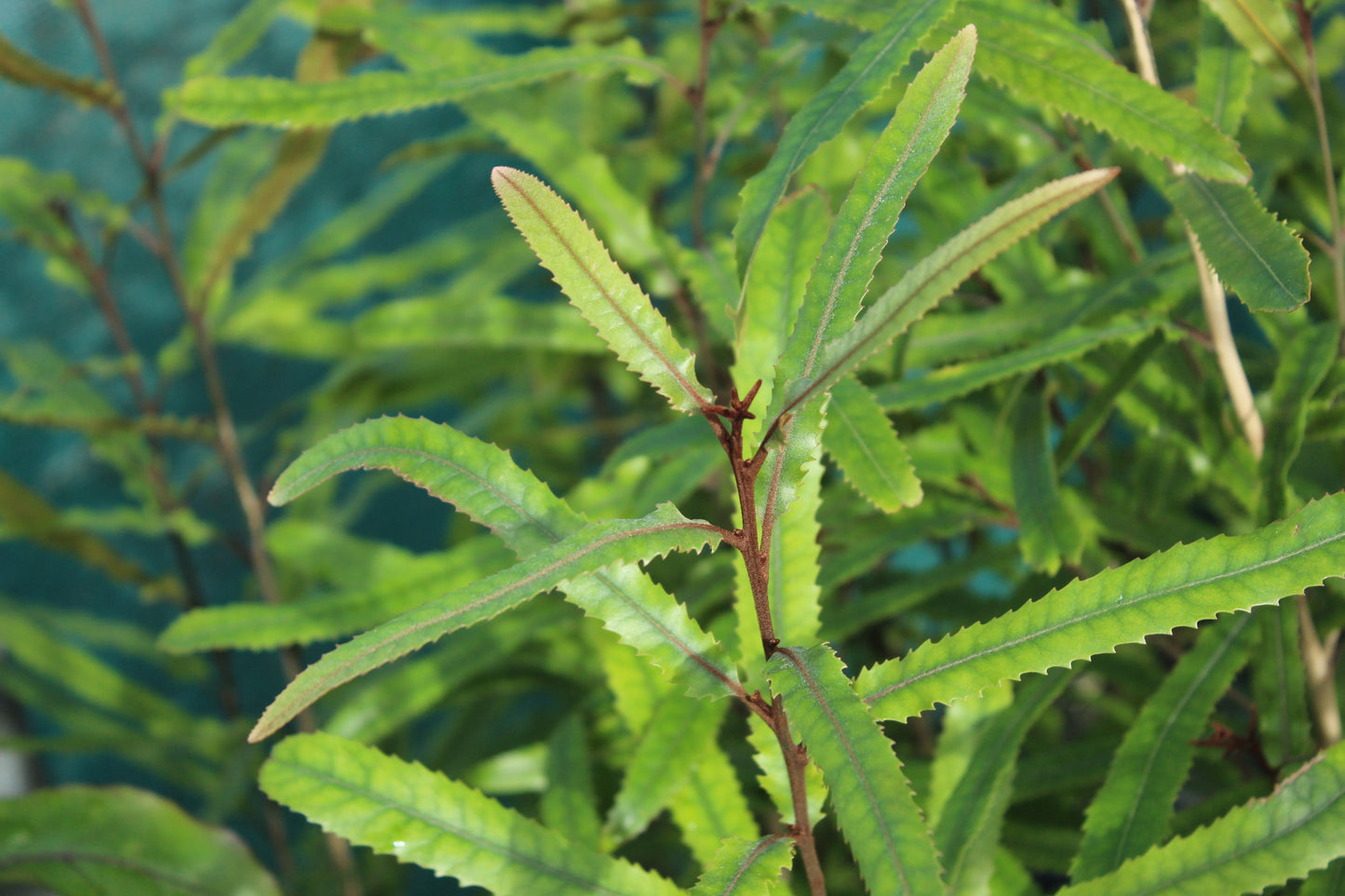 Knightia excelsa