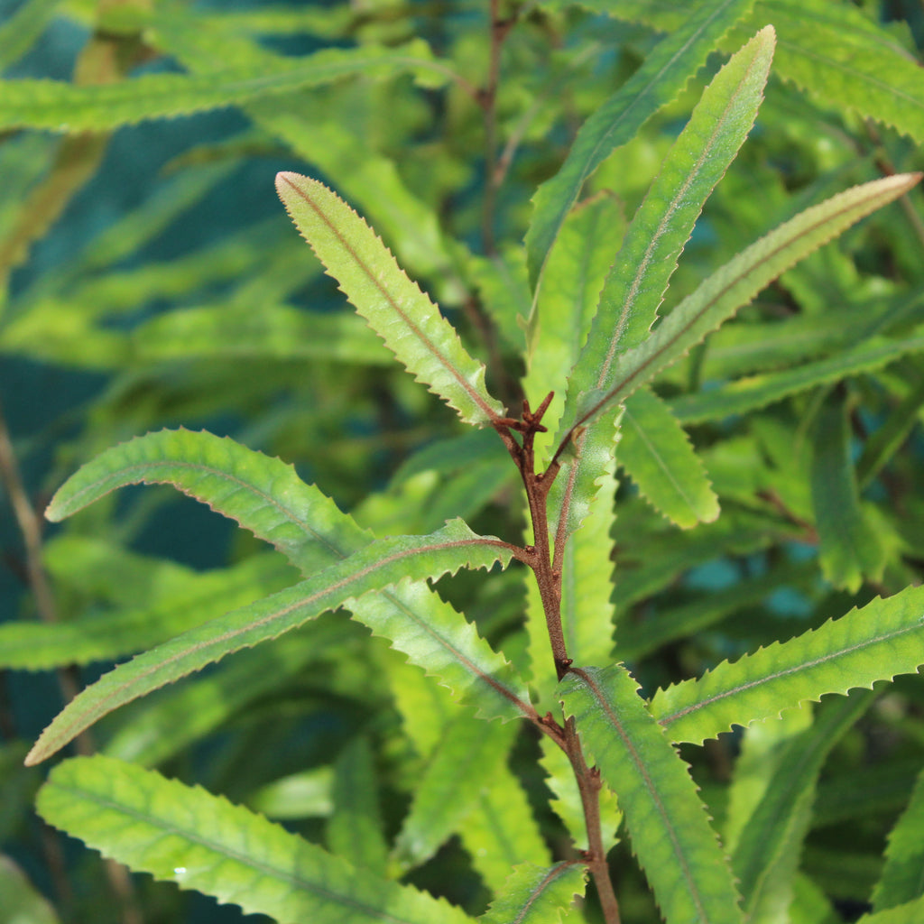 Knightia excelsa Image