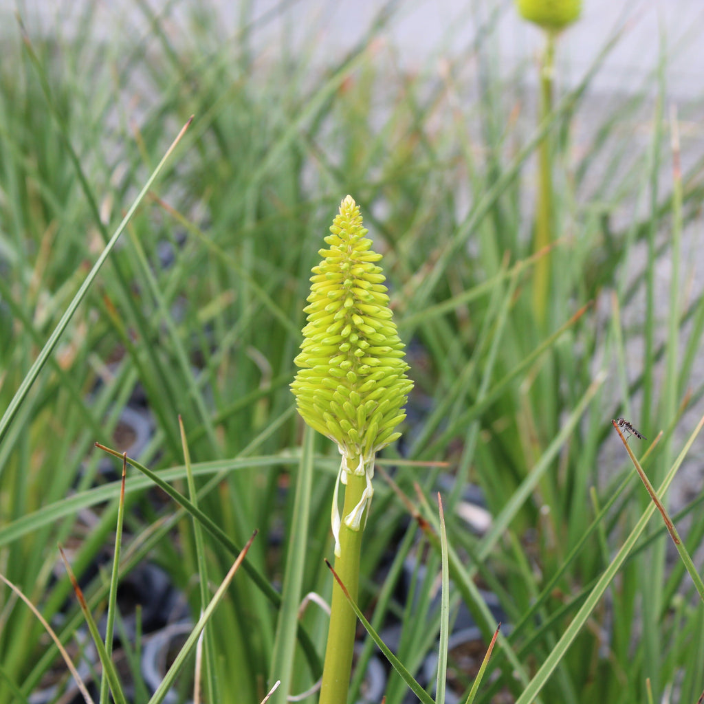Kniphofia Ernest mitchell Image