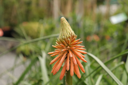Kniphofia Red
