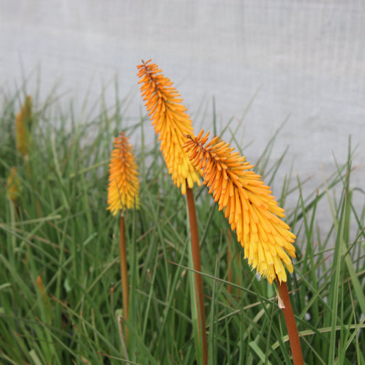 Kniphofia Shining Sceptre