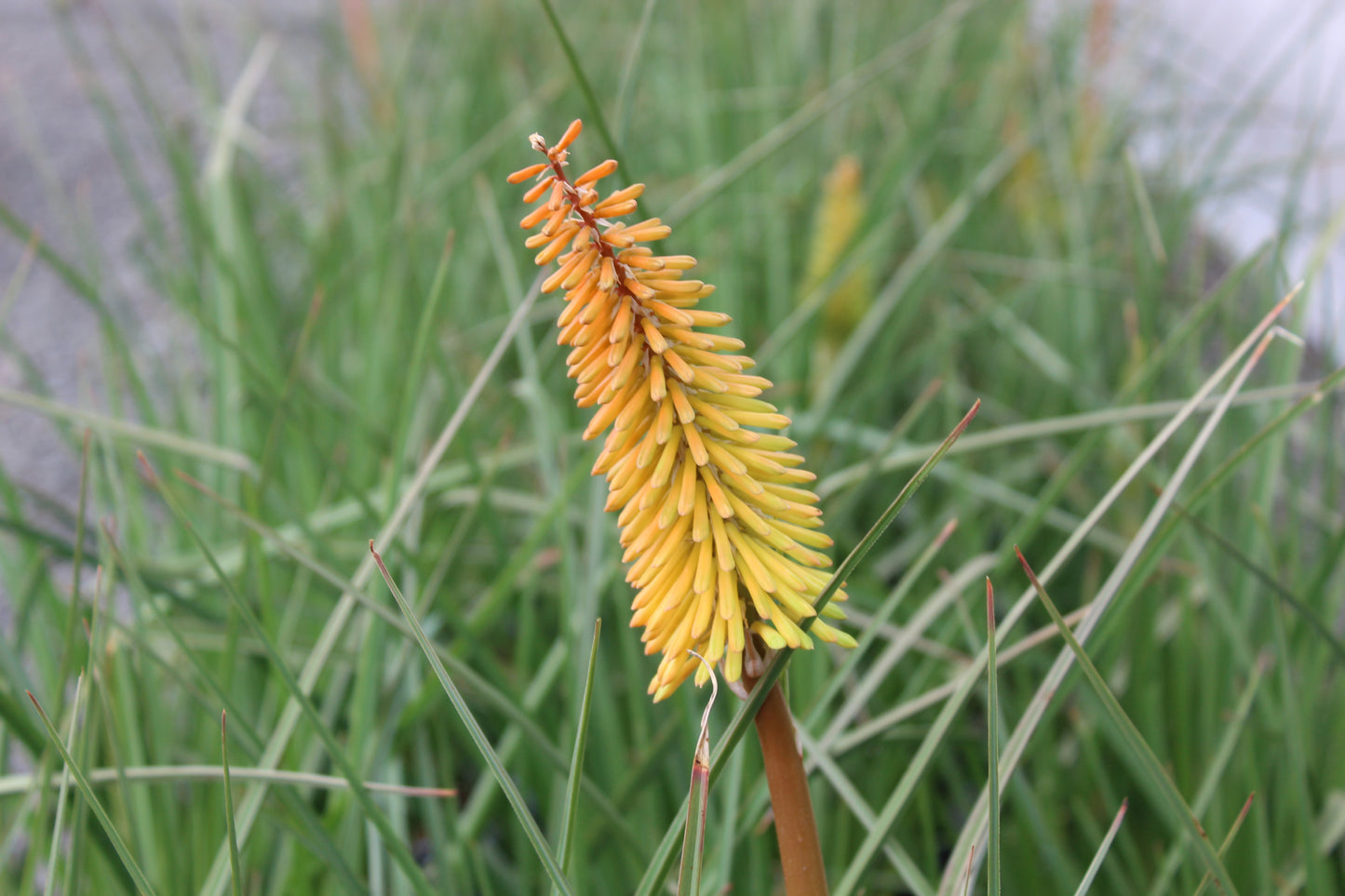 Kniphofia Shining Sceptre 2