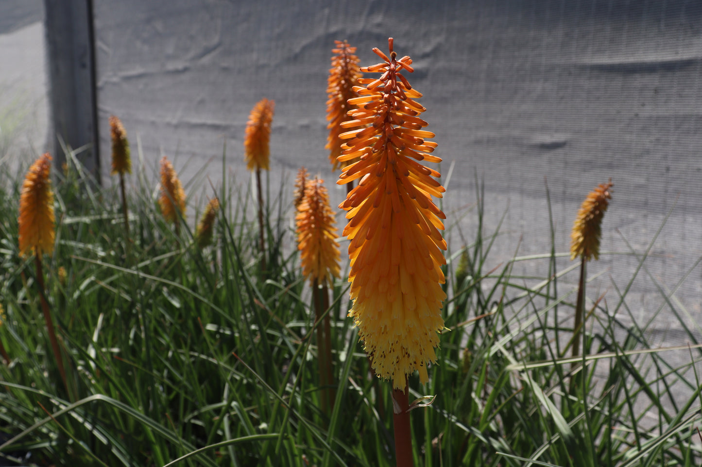 Kniphofia Shining Sceptre 3