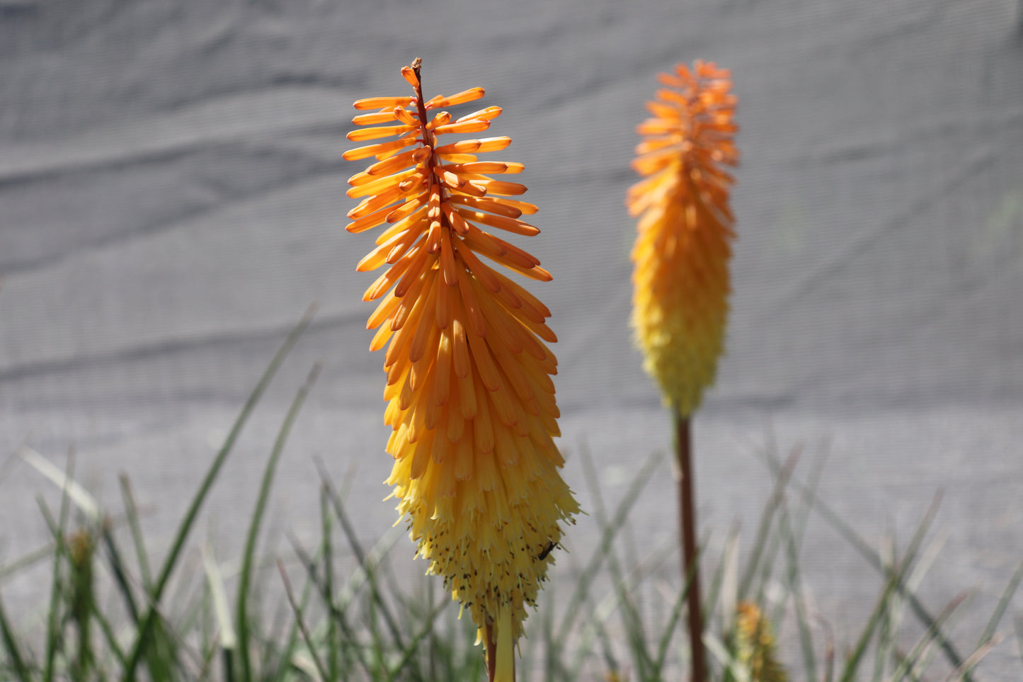 Kniphofia Shining Sceptre 4