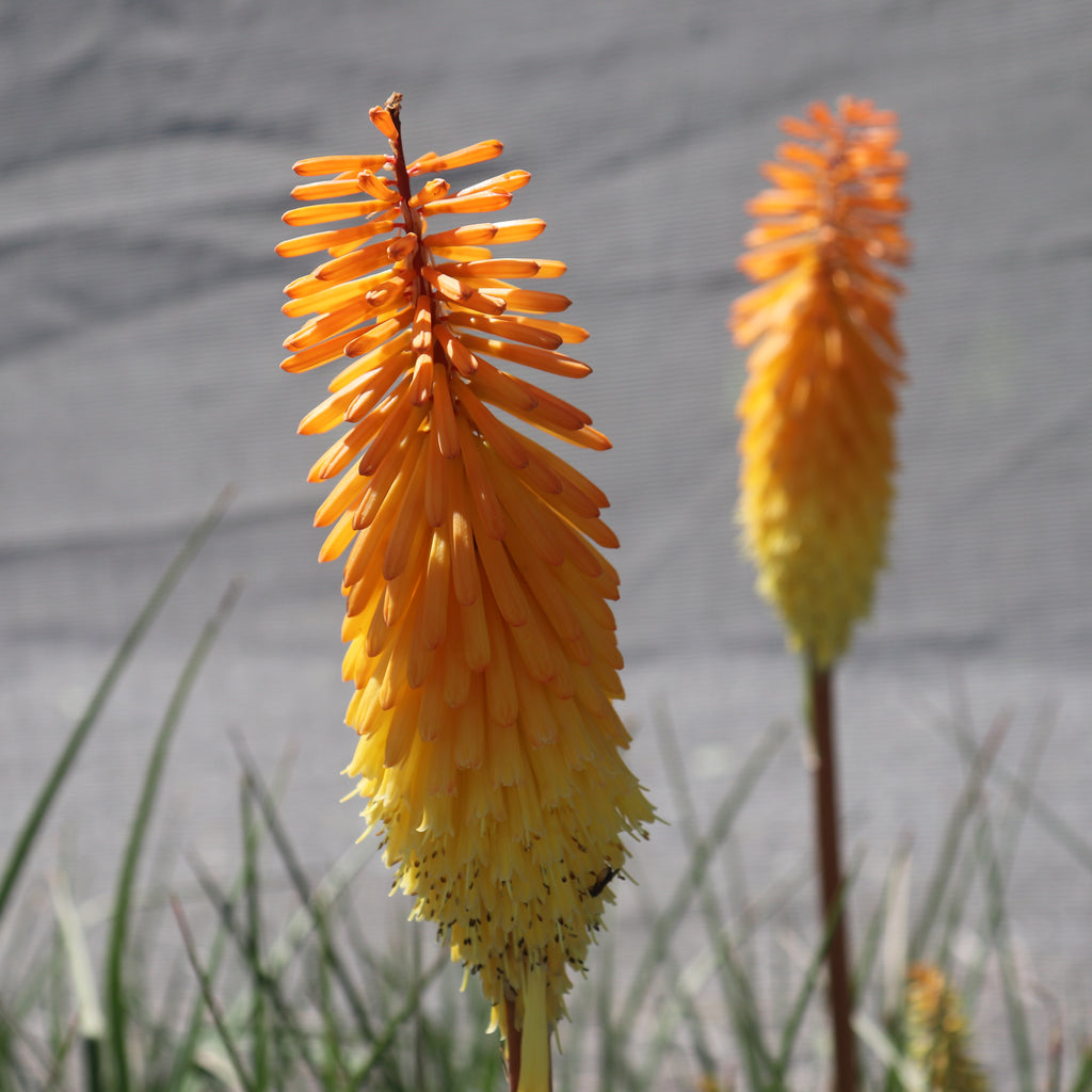 Kniphofia Shining Sceptre Image