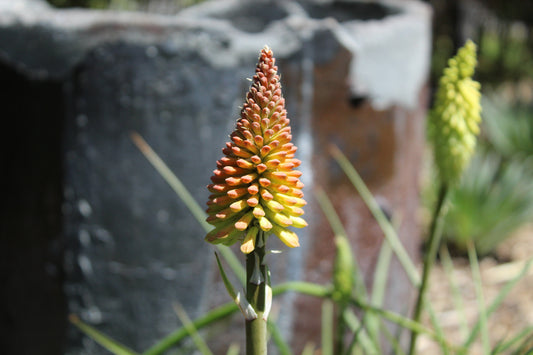 Kniphofia citrina