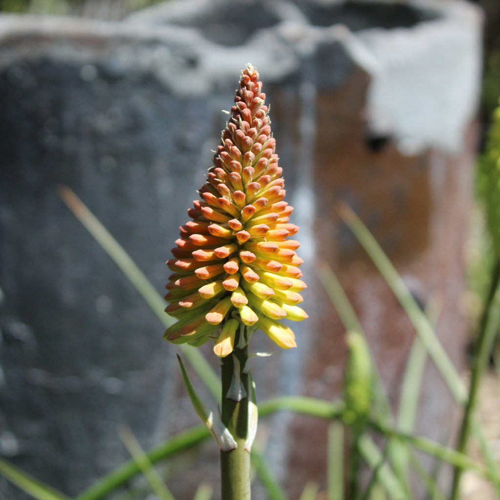 Kniphofia citrina Image