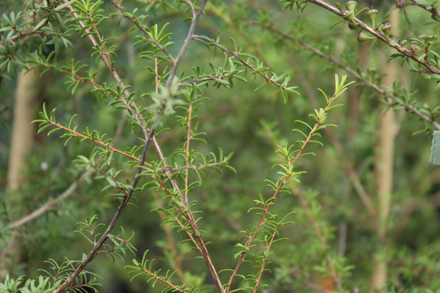 Kunzea ericoides