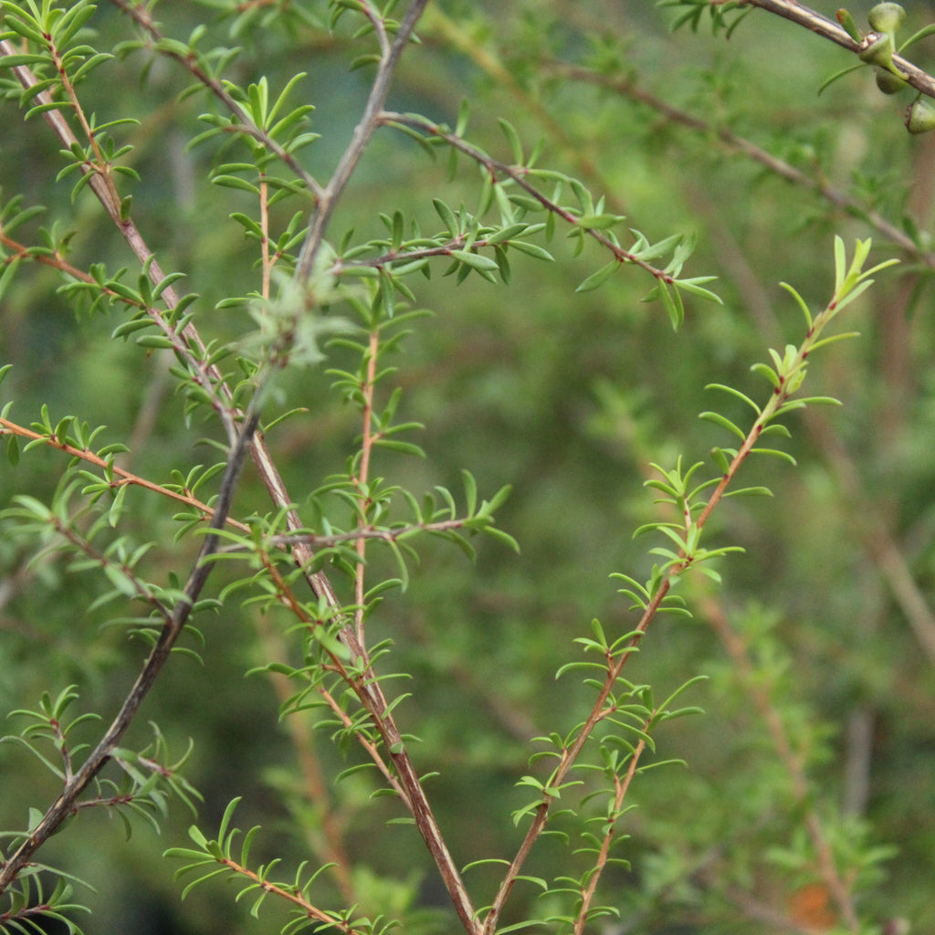 Kunzea ericoides Image