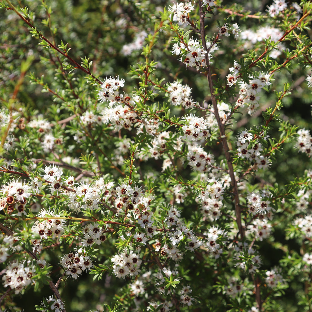 Kunzea ericoides Image