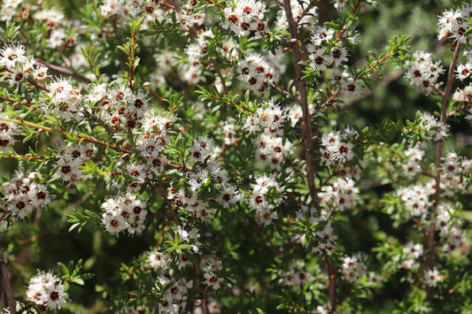 Kunzea ericoides flowers