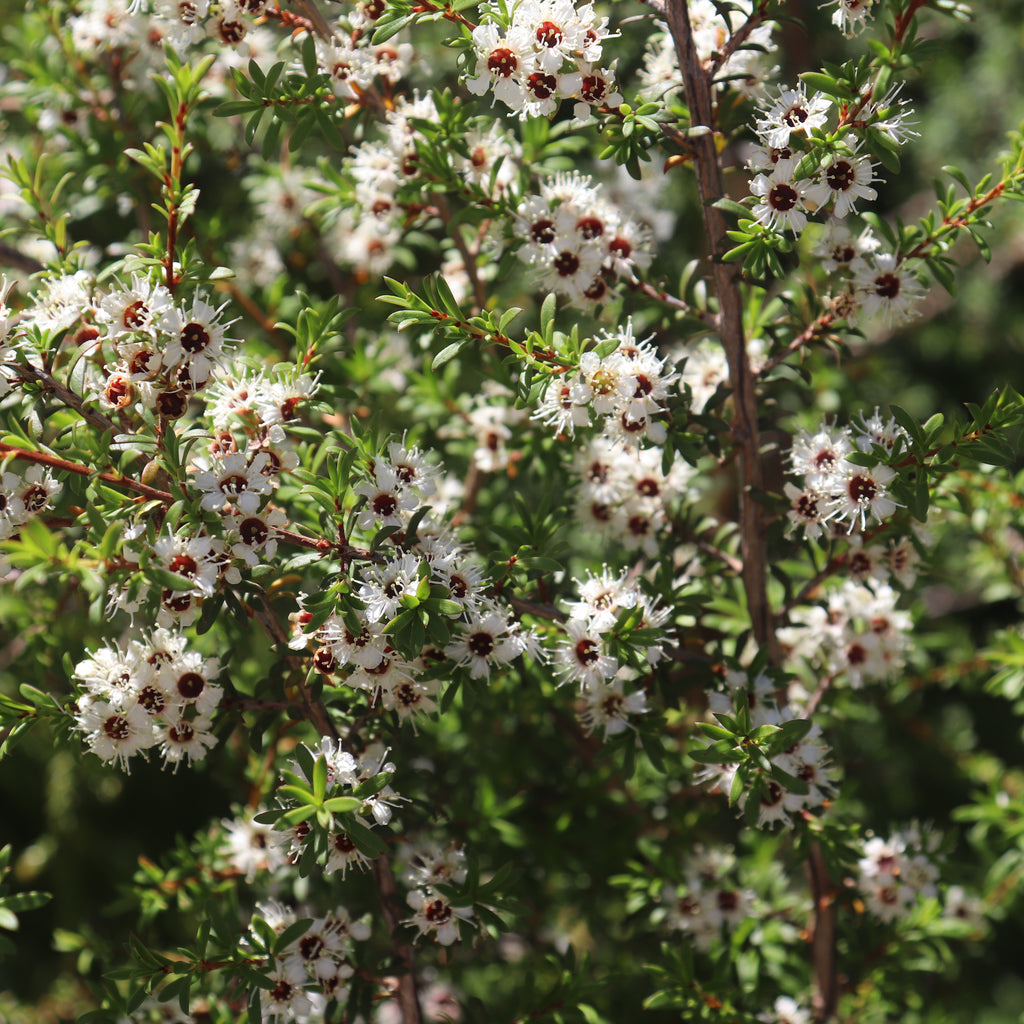 Kunzea ericoides Image