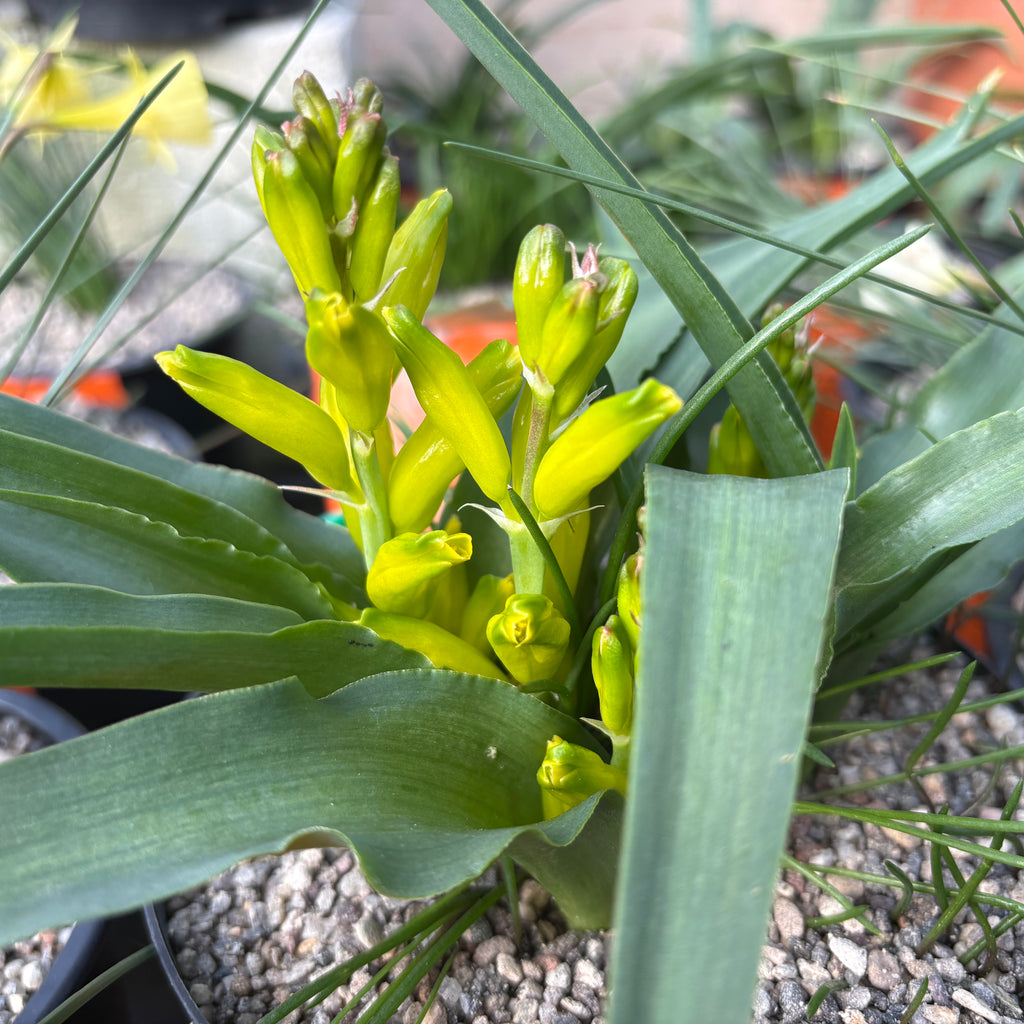 Lachenalia reflexa Image