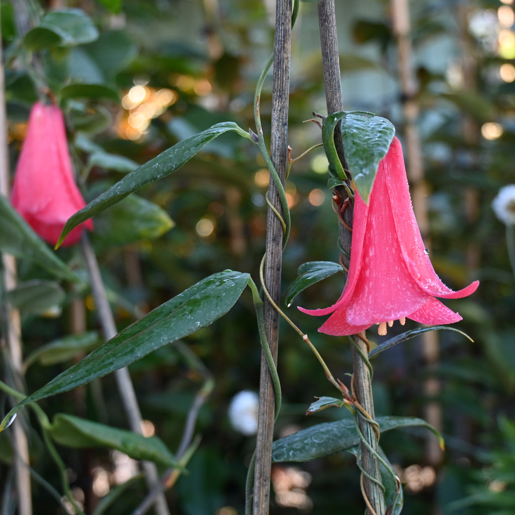 Lapageria rosea Image