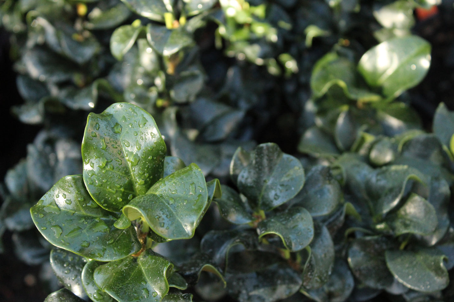 Ligustrum rotundifolium