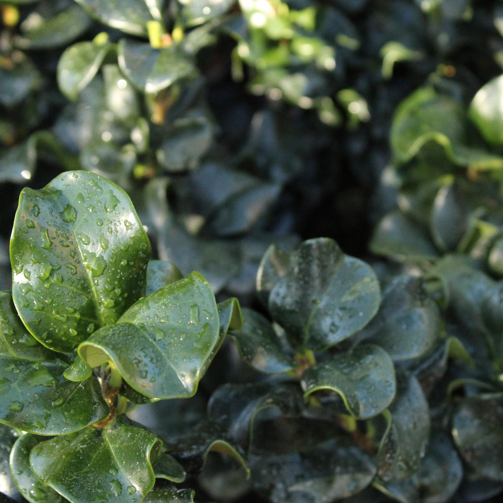Ligustrum rotundifolium Image