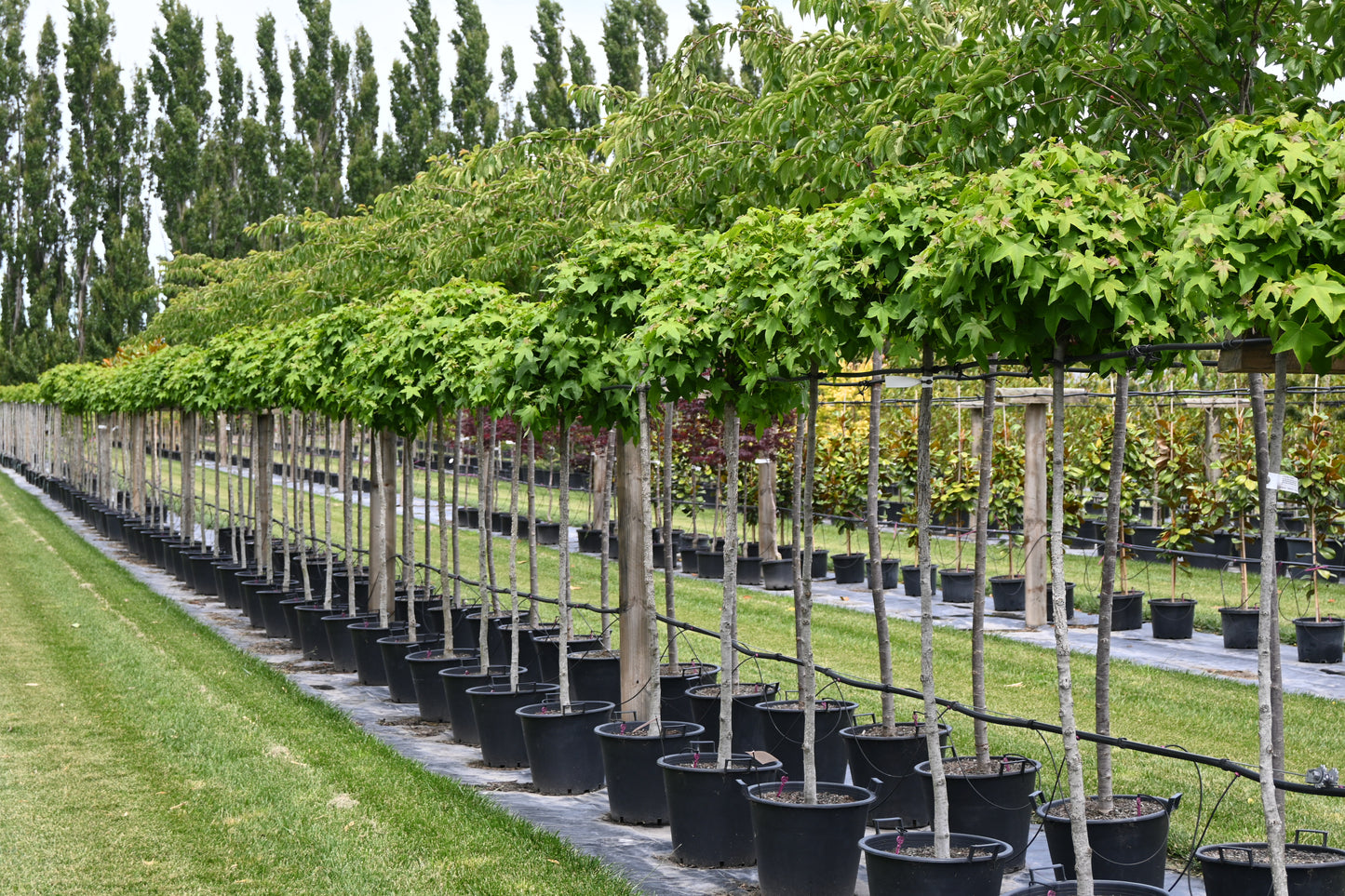 Liquidambar Gumball