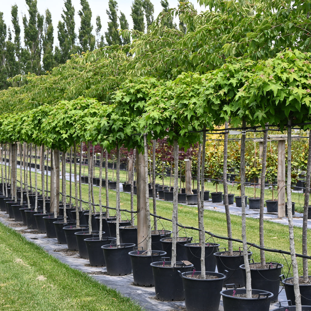 Liquidambar Gumball Image