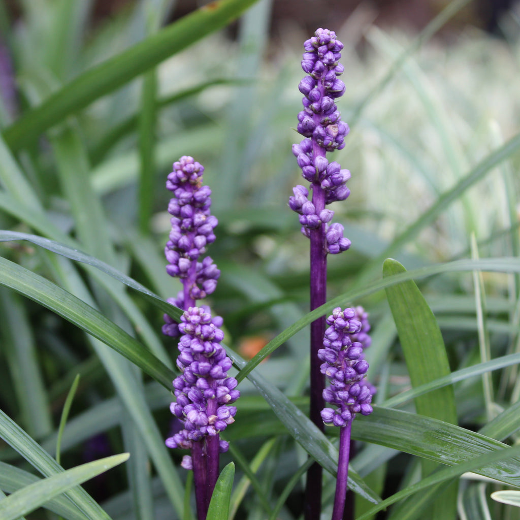 Liriope m. Royal Purple Image