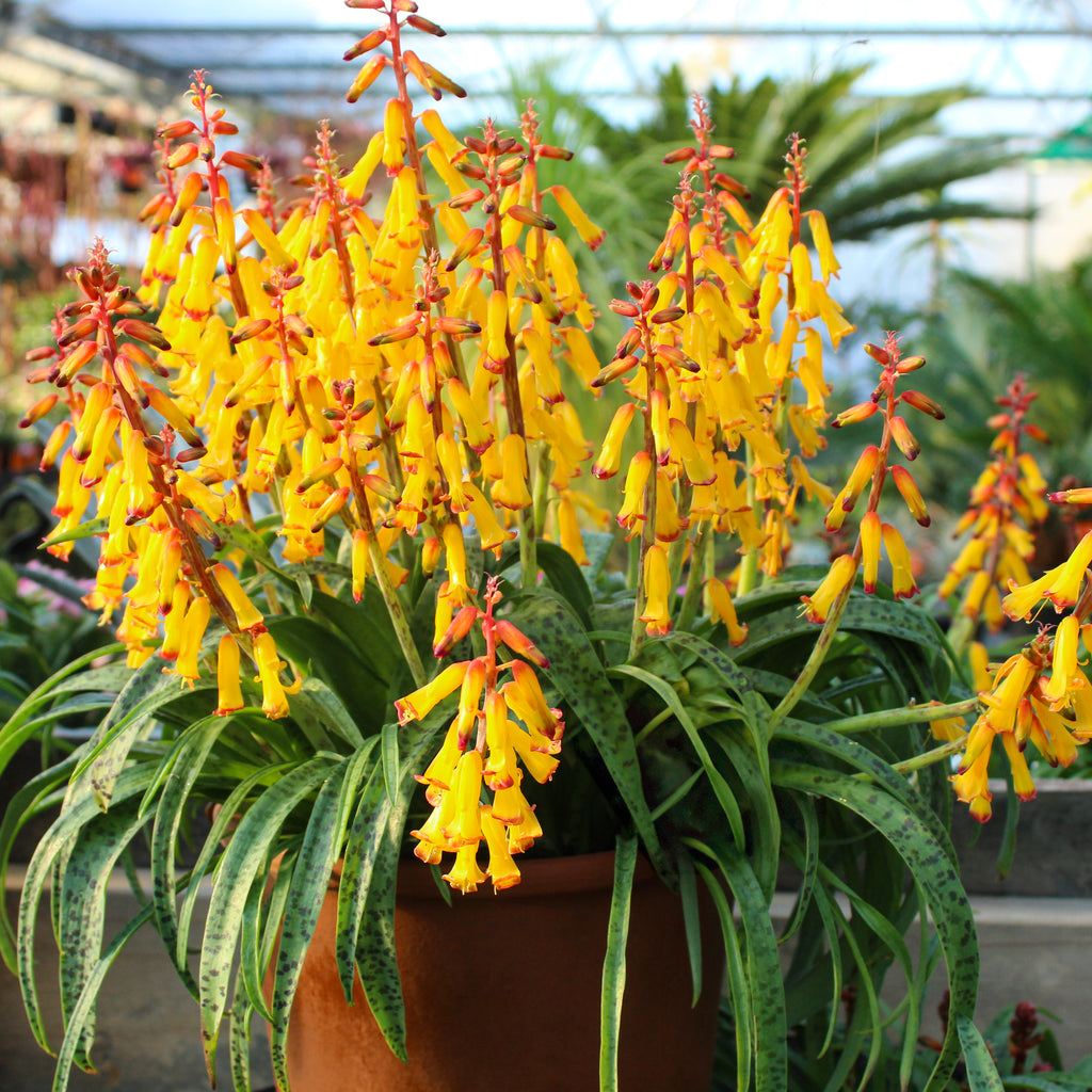 Lachenalia aloides Image