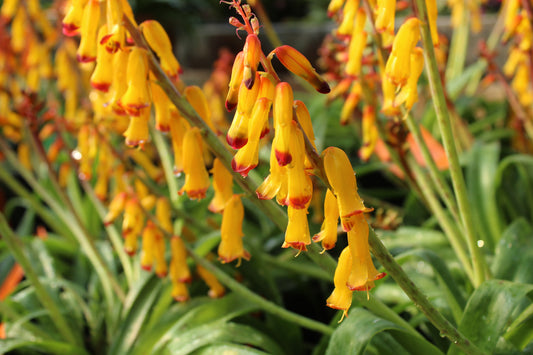 Lachenalia aloides 2