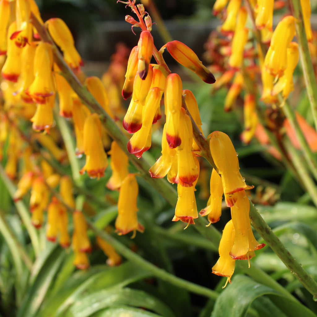 Lachenalia aloides Image