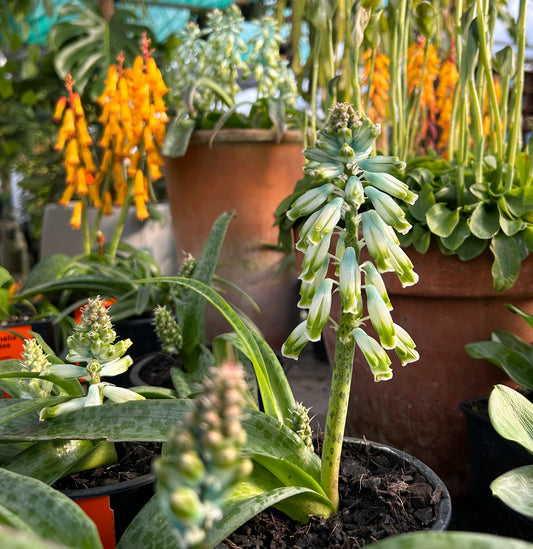 Lachenalia aloides var. vanzyliae