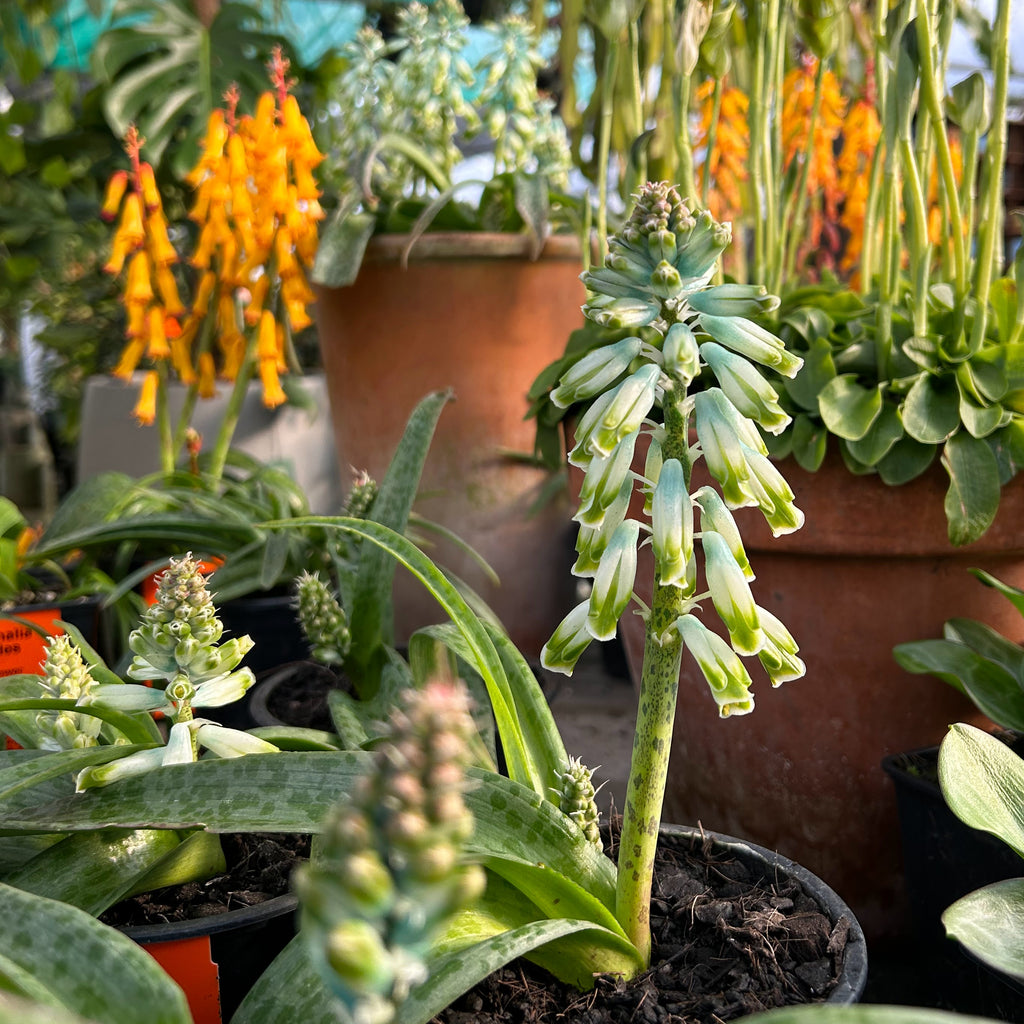 Lachenalia aloides var. vanzyliae Image