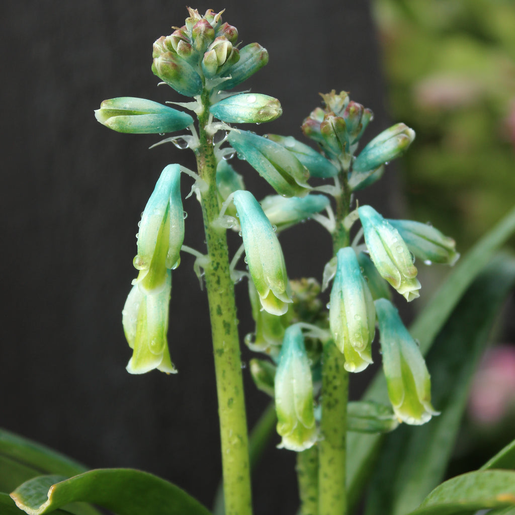 Lachenalia aloides var. vanzyliae Image
